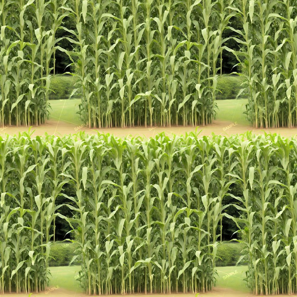 Corn Maze 42