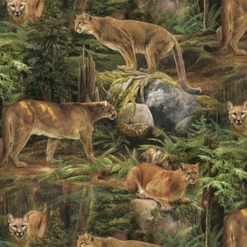 Cougars in the Wild