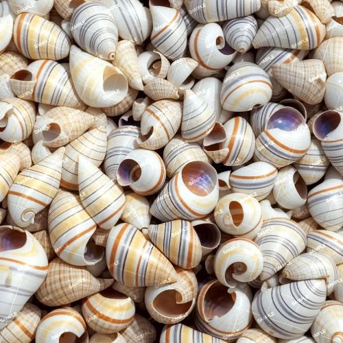 Cowerie Shells