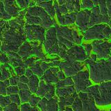 Cracked-Lava-Green-Thumb