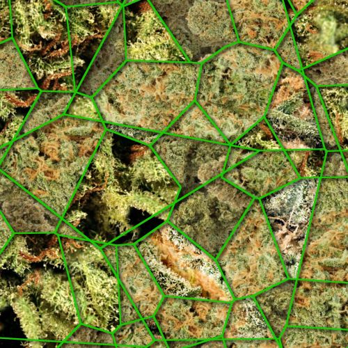 Crackle Bud