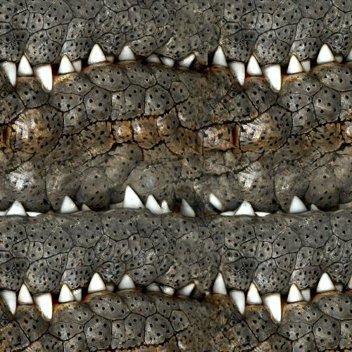 Crocodile Teeth 42