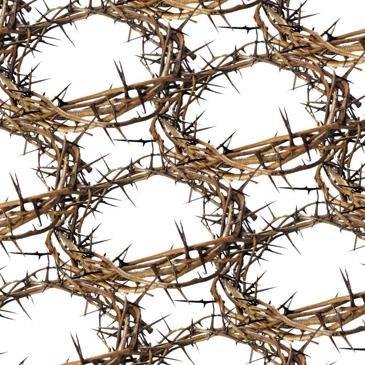 Crown of Thorns 22