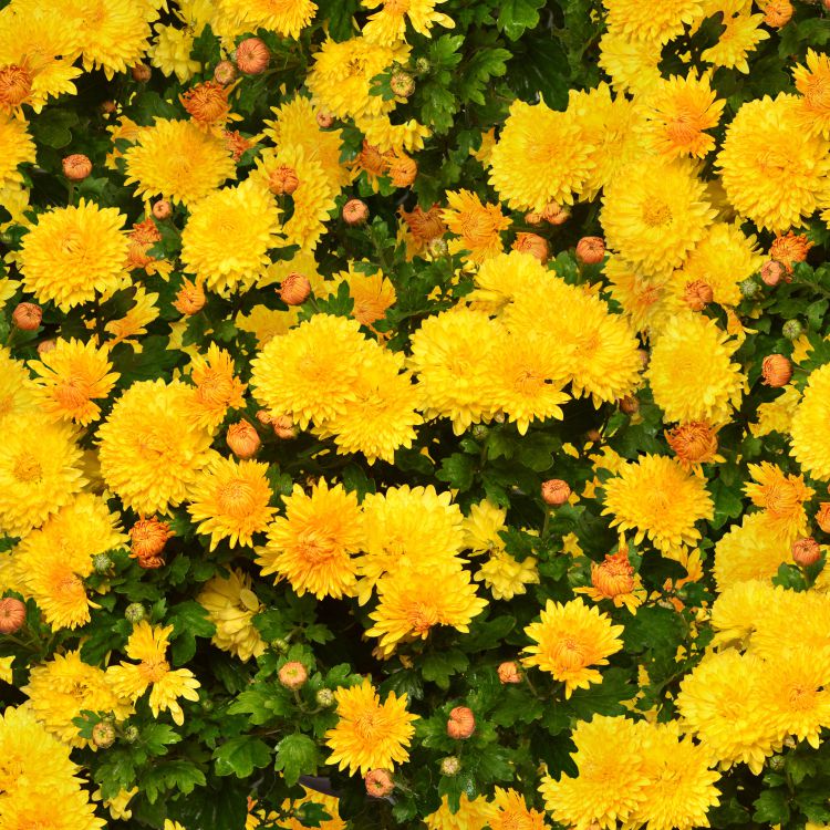 Chrysanthemums 22