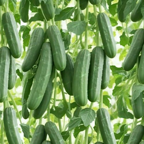 Cucumbers 42