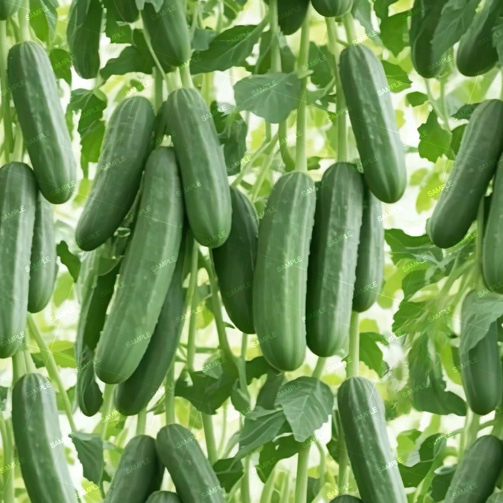 Cucumbers 42