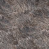 Curly-Wood-23.jpg