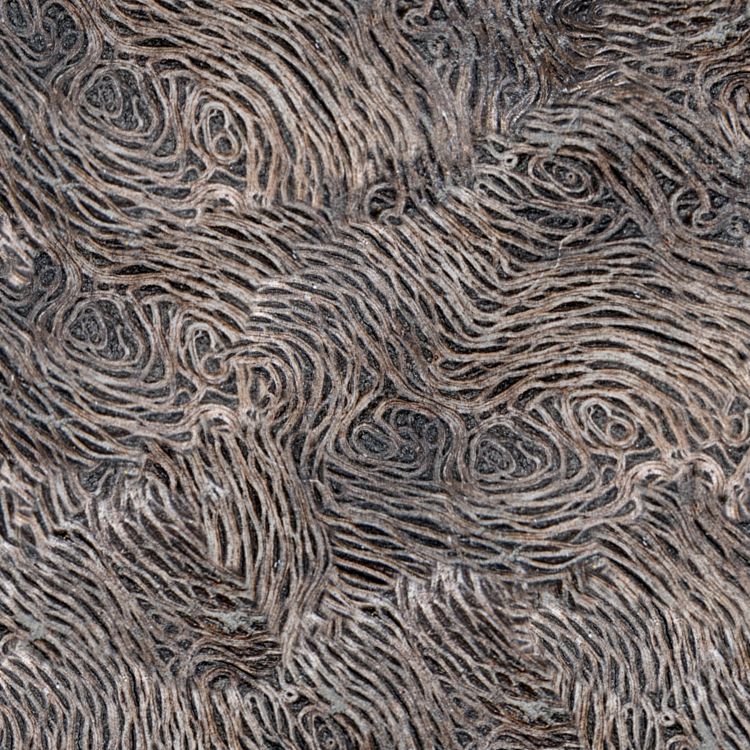 Curly Wood 23