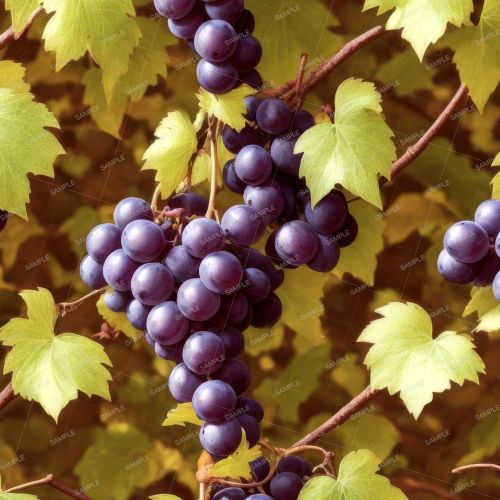 DaVinci Grapes