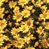 Daisies-Painting