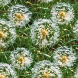 Dandelions-42