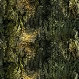 Dark-Bark.jpg