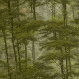 Deep-Forest-Camouflage