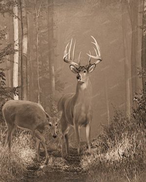 Deer in the Woods 23