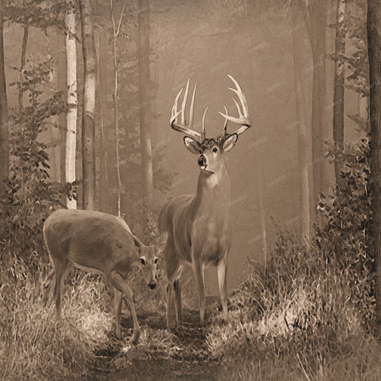 Deer in the Woods 23