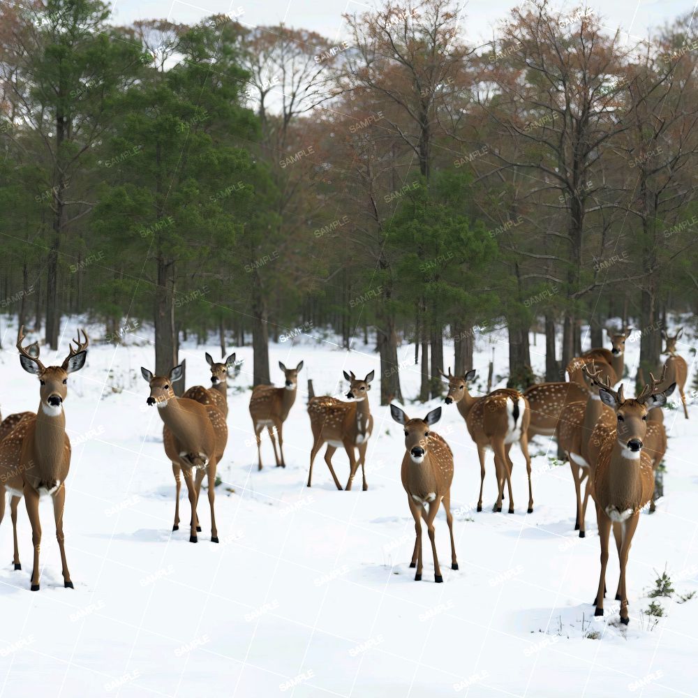 Deer in the Woods 45