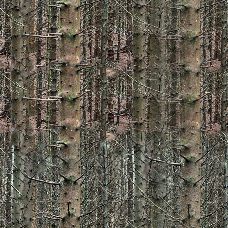 Dense Fall Forest 22