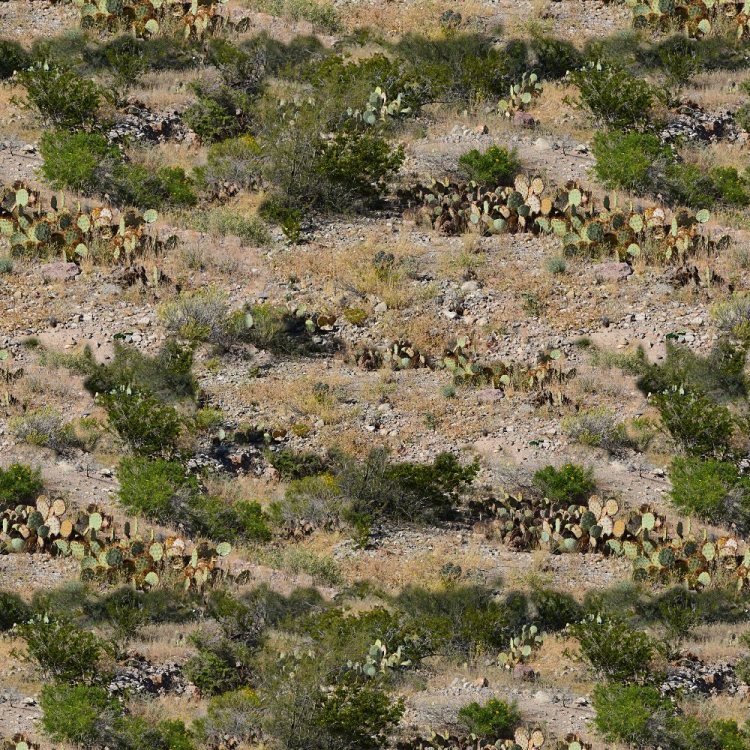 Desert Cactus Camouflage