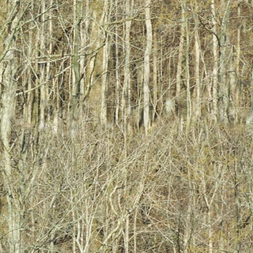 Distant Trees Camouflage