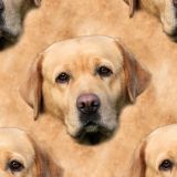 DogFace-22