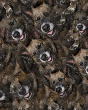 Dogs 23