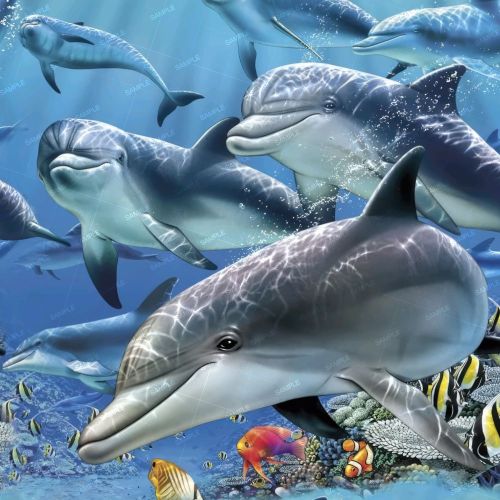 Dolphins 28