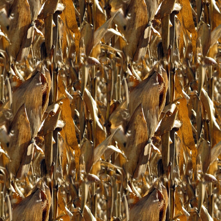 Dried Corn Stalks