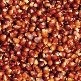 Dried-Red-Corn.jpg