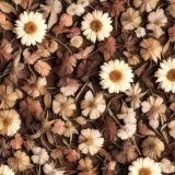 Dried-and-Pressed-Flowers-42