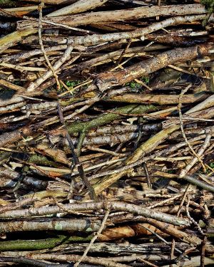 Dry Sticks