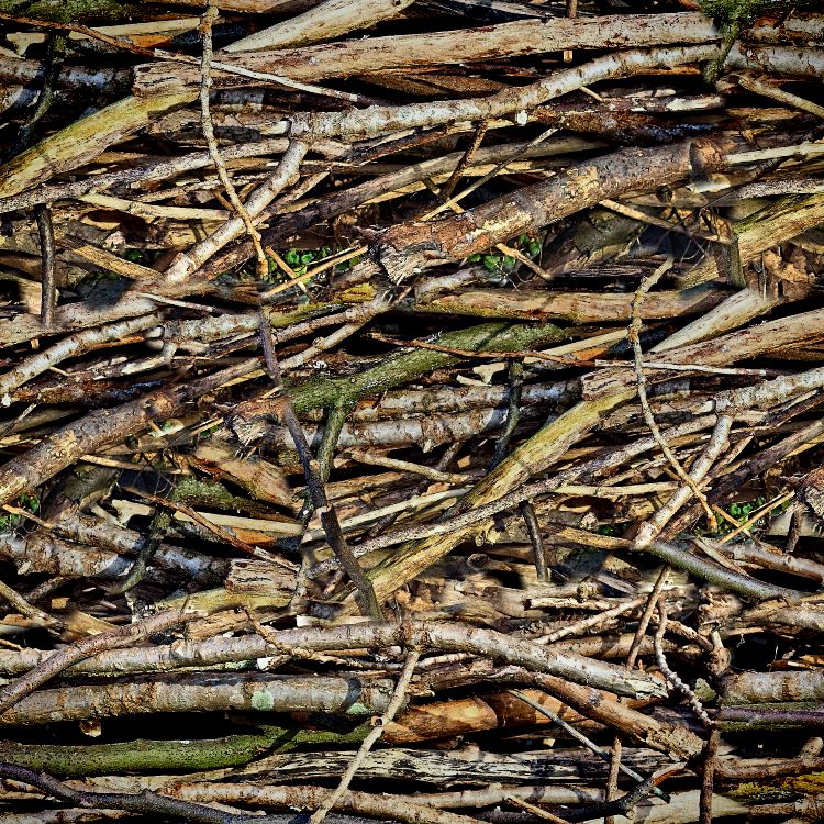 Dry Sticks
