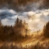 Duck-Hunters-Morning-Mist