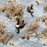 Duck-Pond-in-the-Autumn