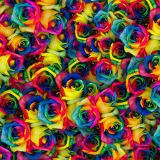 Dyed-Roses-22-thumb.jpg