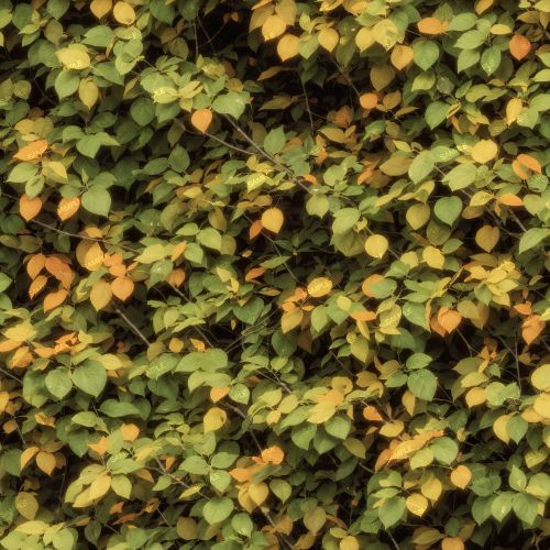 Early Fall Foilage 42