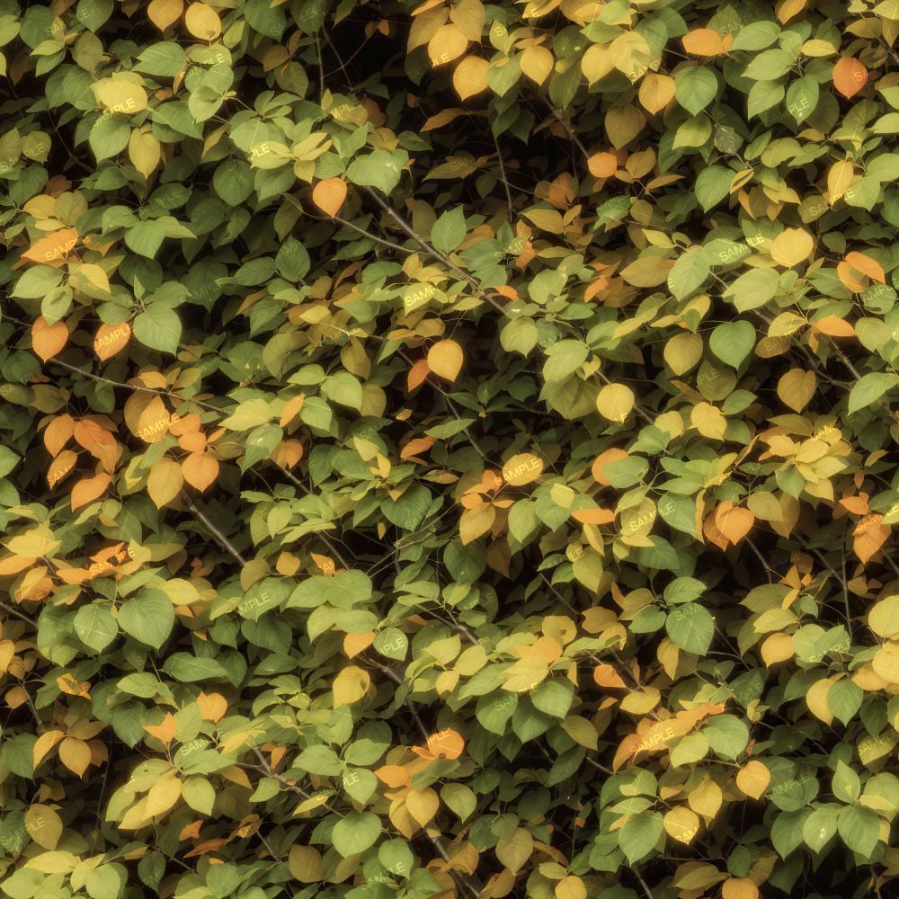 Early Fall Foilage 42