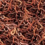 Earthworms-22