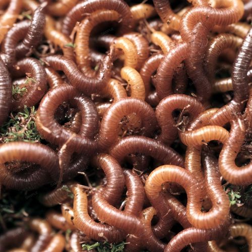 Earthworms 44