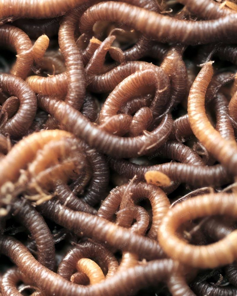 Earthworms 45