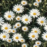 Easy-Daisy-Does-It