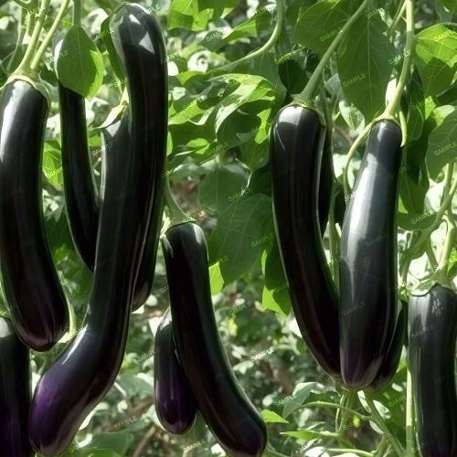 Eggplants 42