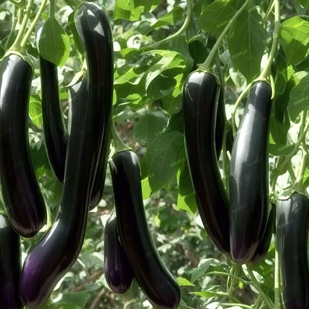 Eggplants 42