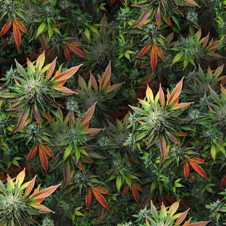 Elephant Jungle Kush