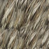 Emu-Feathers-thumb