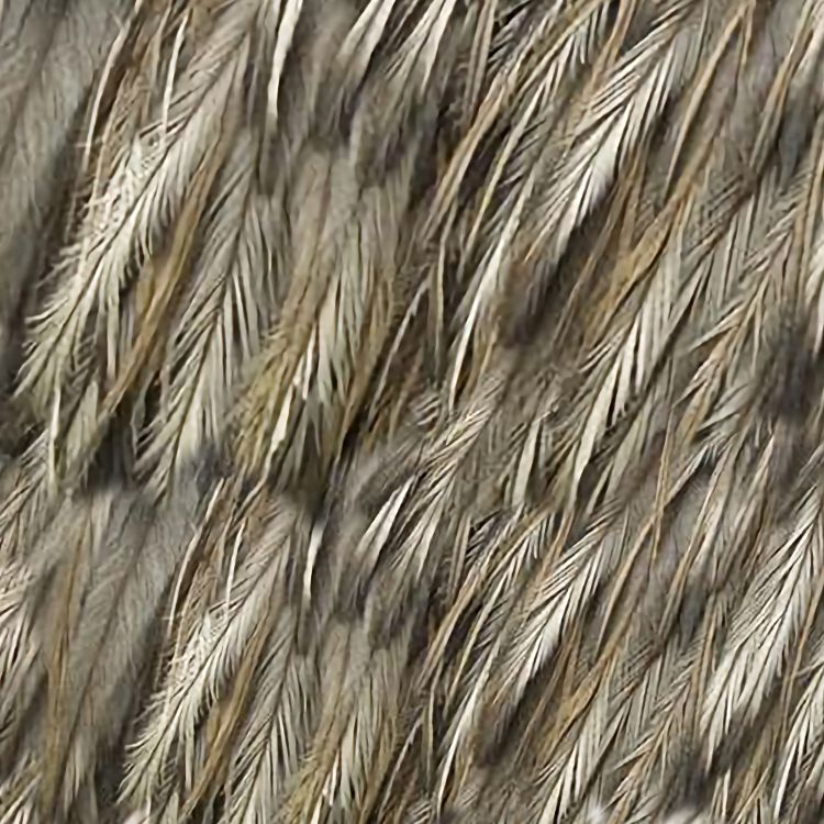 Emu Feathers