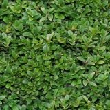 English-Shrubbery-22