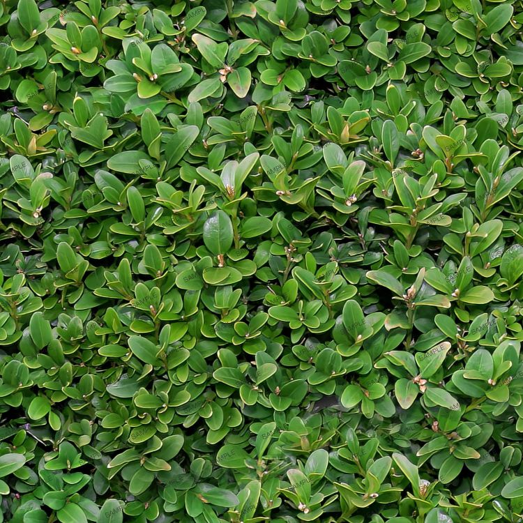 English Shrubbery 22