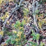 Fall-Camo-1