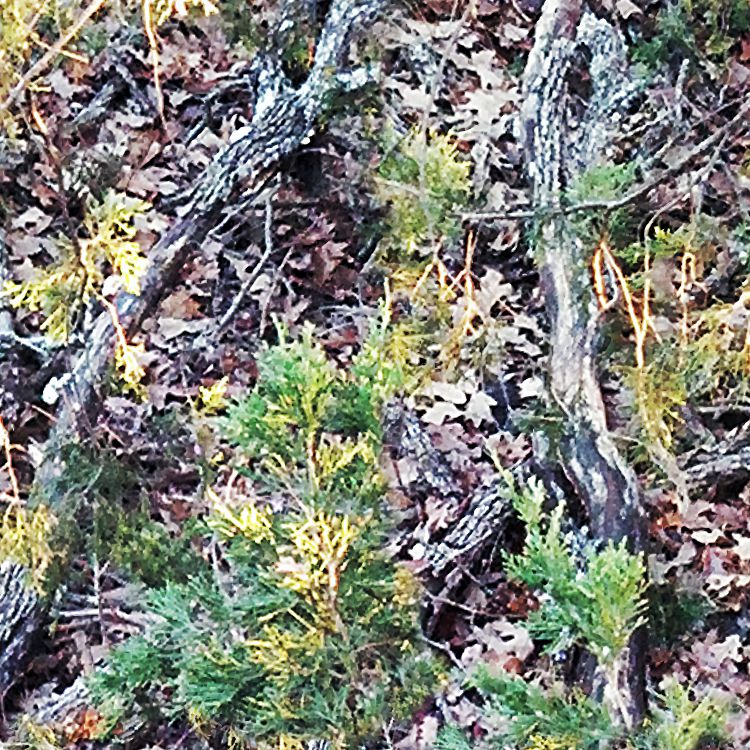 Fall Camouflage