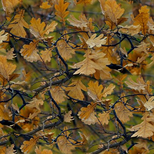Fall Foliage